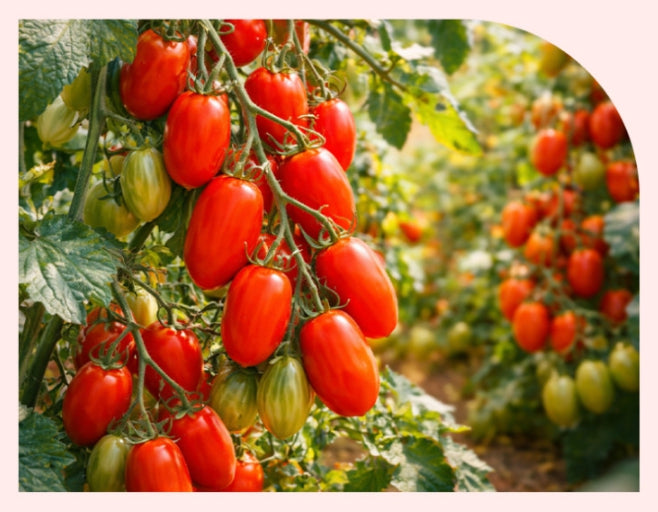 3 x NutrioneLife NFC Organic Roma Tomato Juice 100% (20g x 14 pouches) from Korea
