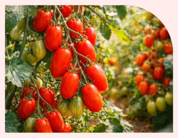 3 x NutrioneLife NFC Organic Roma Tomato Juice 100% (20g x 14 pouches) from Korea