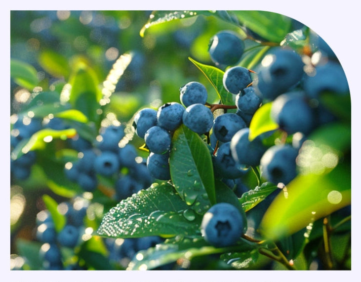 NutrioneLife Organic Real Blueberry Puree 100% (20g x 14 pouches) from Korea