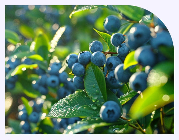 NutrioneLife Organic Real Blueberry Puree 100% (20g x 14 pouches) from Korea