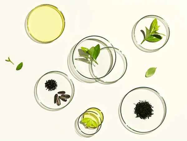OSULLOC Jeju Green Tea Cleansing Bar, from Korea by OSULLOC
